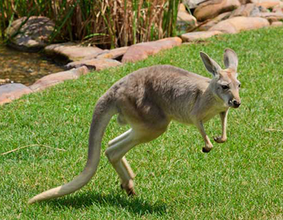 Red Kangaroo