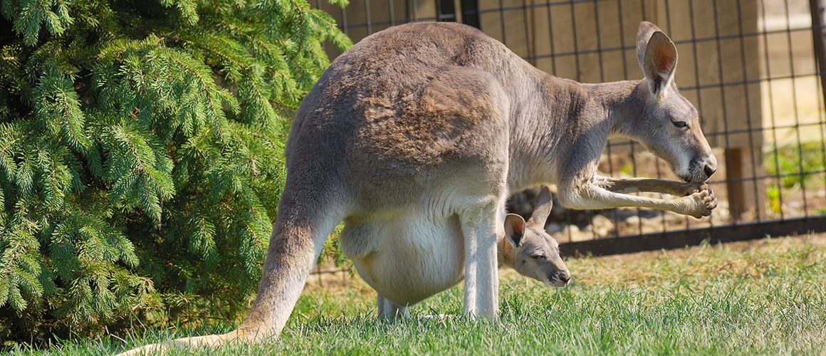 Kangaroos at The Farm at Walnut Creek