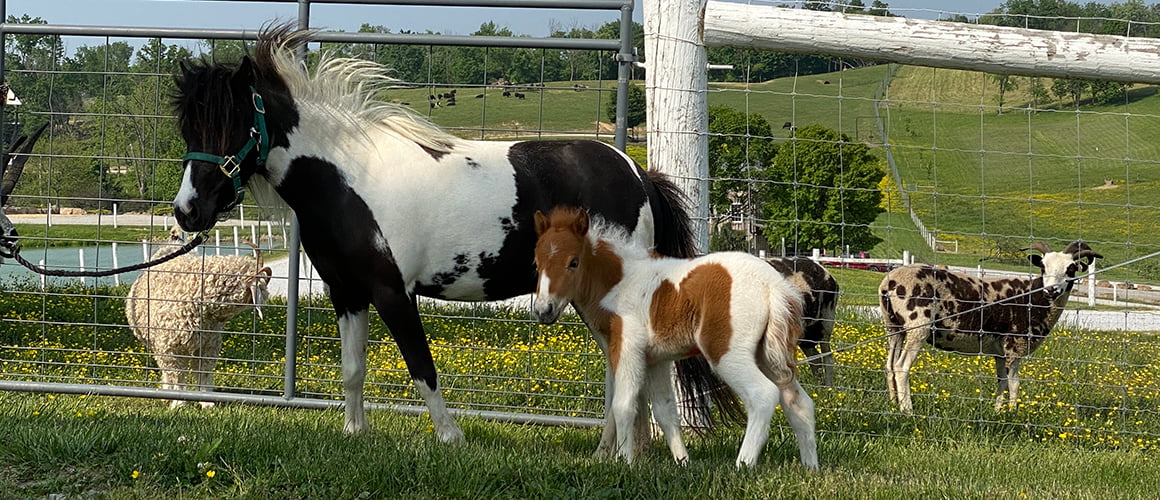 Miniature Horses at The Farm at Walnut Creek