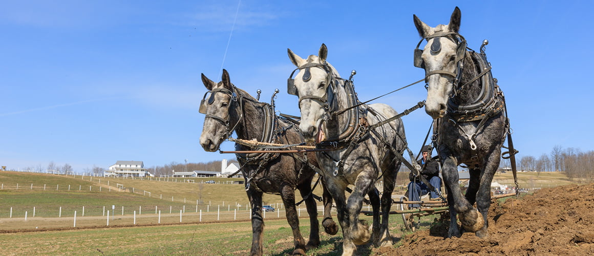 Percheron Draft Horses at The Farm at Walnut Creek