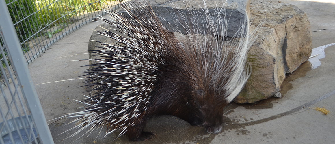 Porcupines at The Farm at Walnut Creek