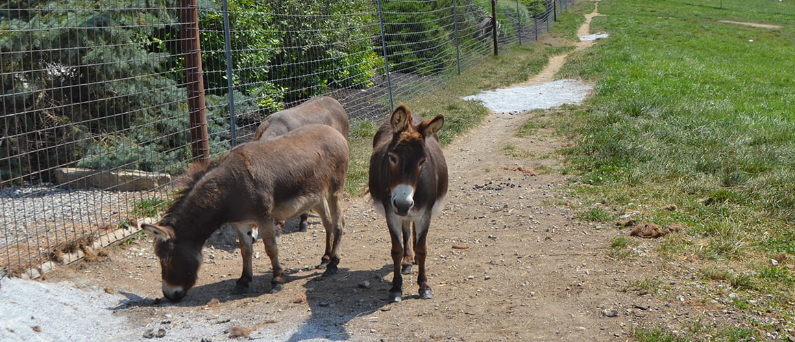 Sicilian Donkeys at The Farm at Walnut Creek