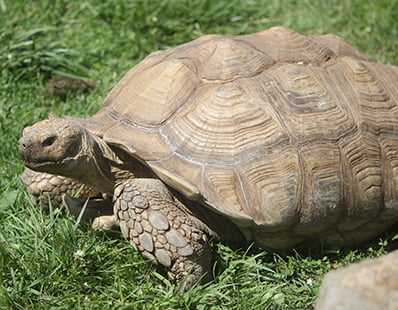 African Spur Thigh Tortoise at The Farm at Walnut Creek