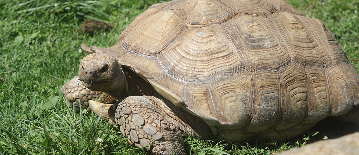 African Spur Thigh Tortoise at The Farm at Walnut Creek