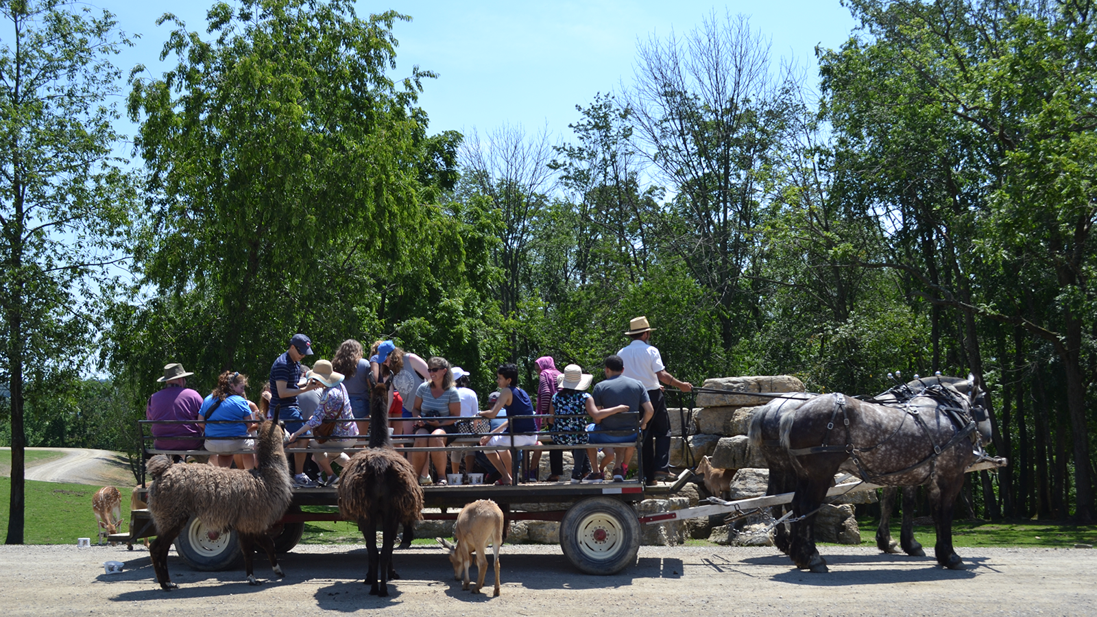 Wagon Ride with the Animals at The Farm at Walnut Creek