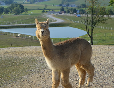 Alpacas
