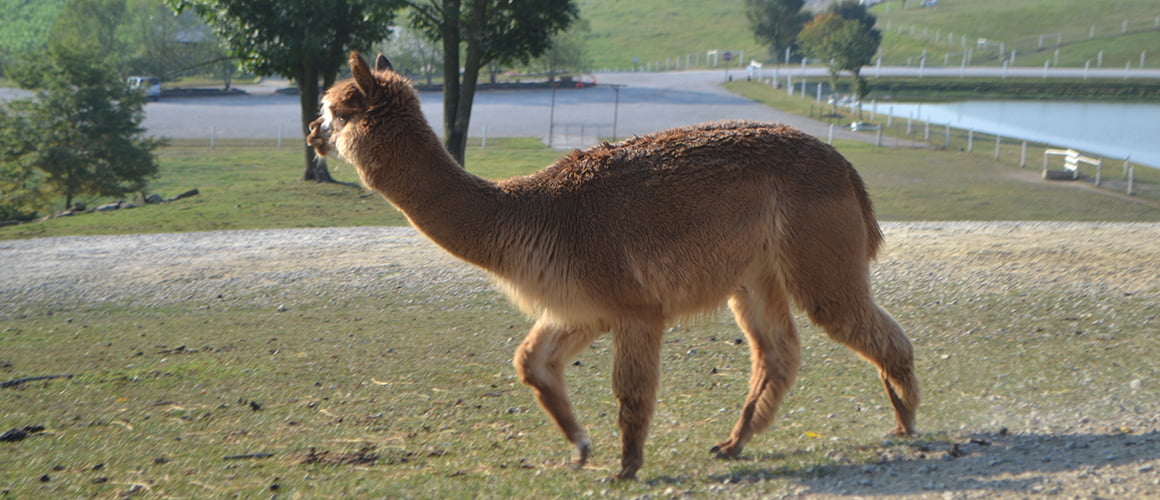 Alpacas at The Farm at Walnut Creek