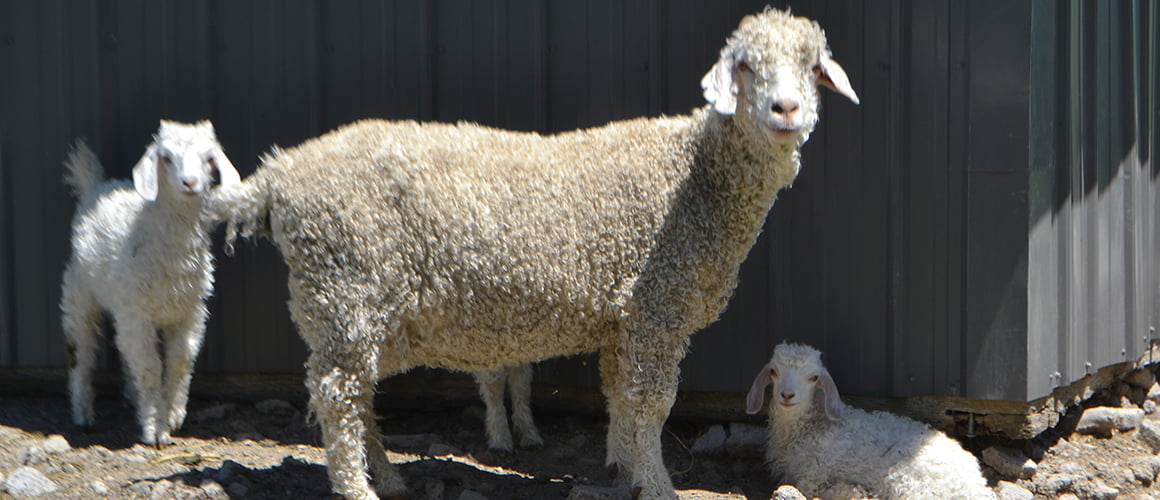 Angora Goats at The Farm at Walnut Creek