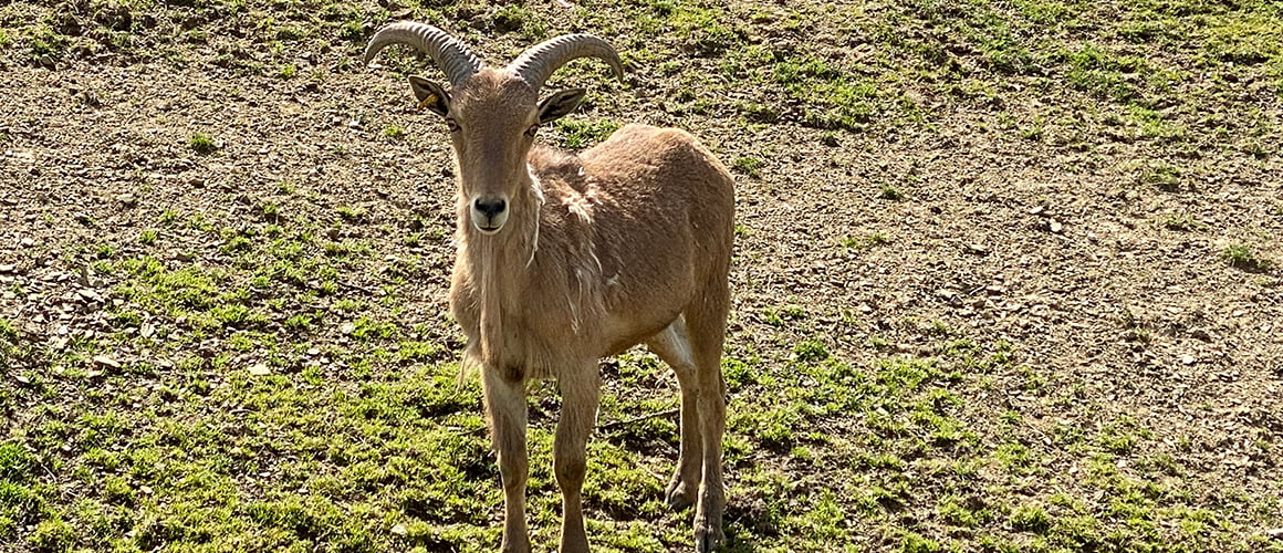 Aoudad at The Farm at Walnut Creek