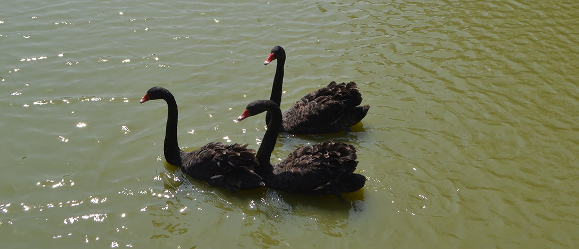The Farm at Walnut Creek - Australian Black Swans