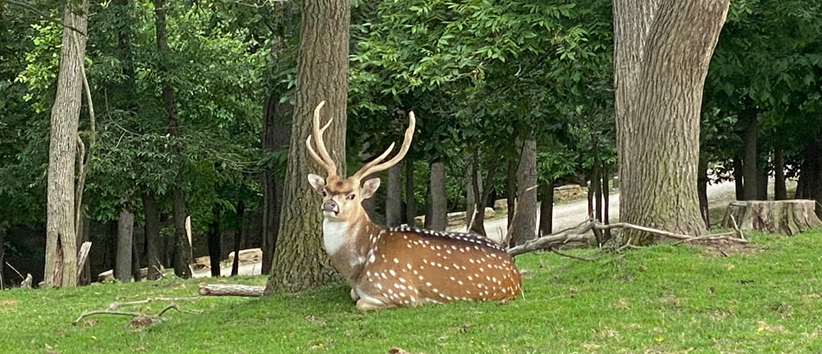 Axis Deer at The Farm at Walnut Creek