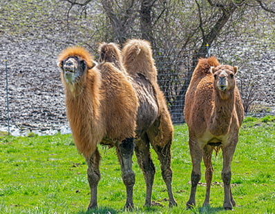 Bactrian Camels