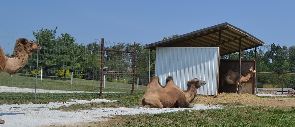 Bactrian Camels at The Farm at Walnut Creek