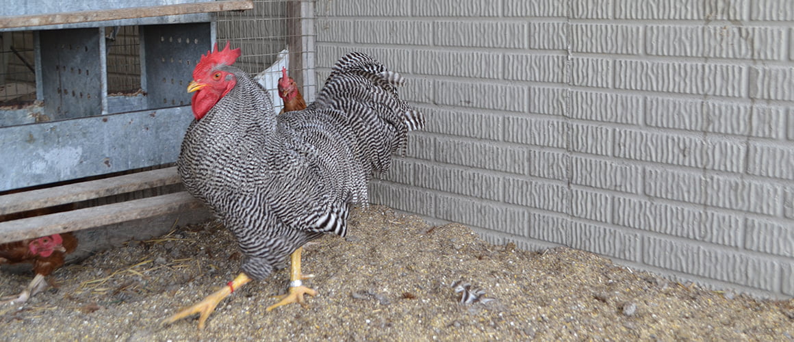 Barred Plymouth Rock Chickens at The Farm at Walnut Creek