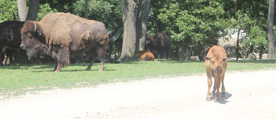 American Bison at The Farm at Walnut Creek