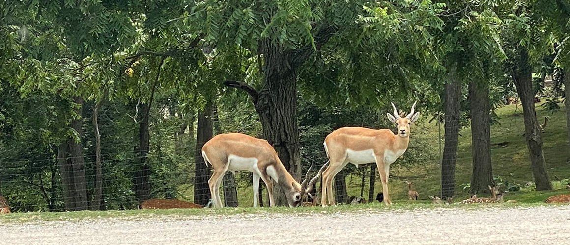 Blackbuck at The Farm at Walnut Creek