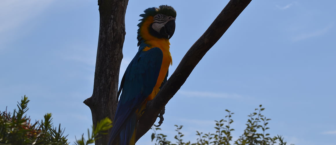 Blue and Gold Macaws at The Farm at Walnut Creek