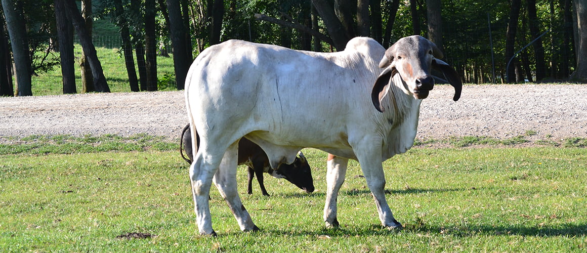 Brahma Cattle at The Farm at Walnut Creek