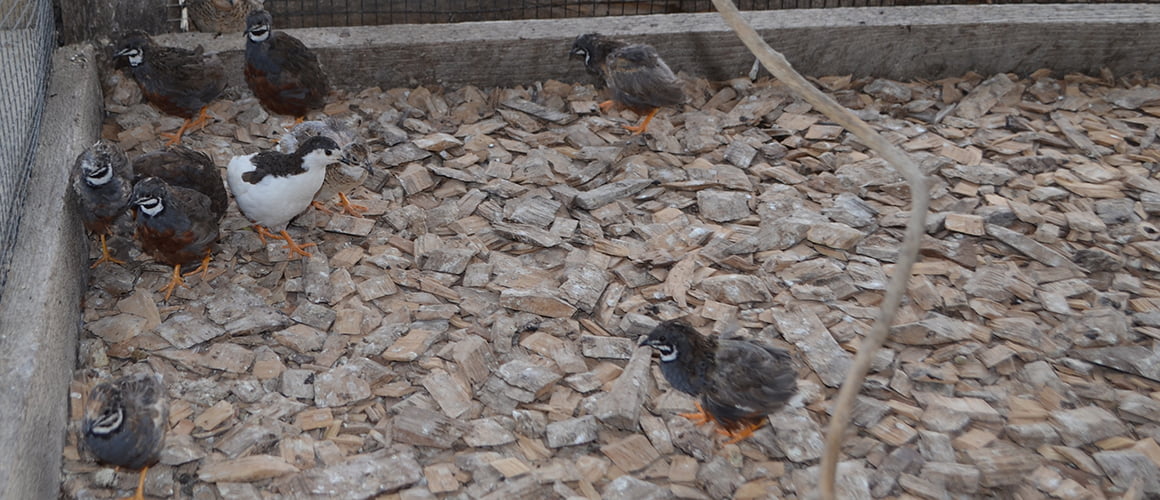Button Quail at The Farm at Walnut Creek