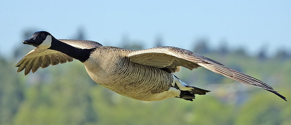 Canada Goose at The Farm at Walnut Creek