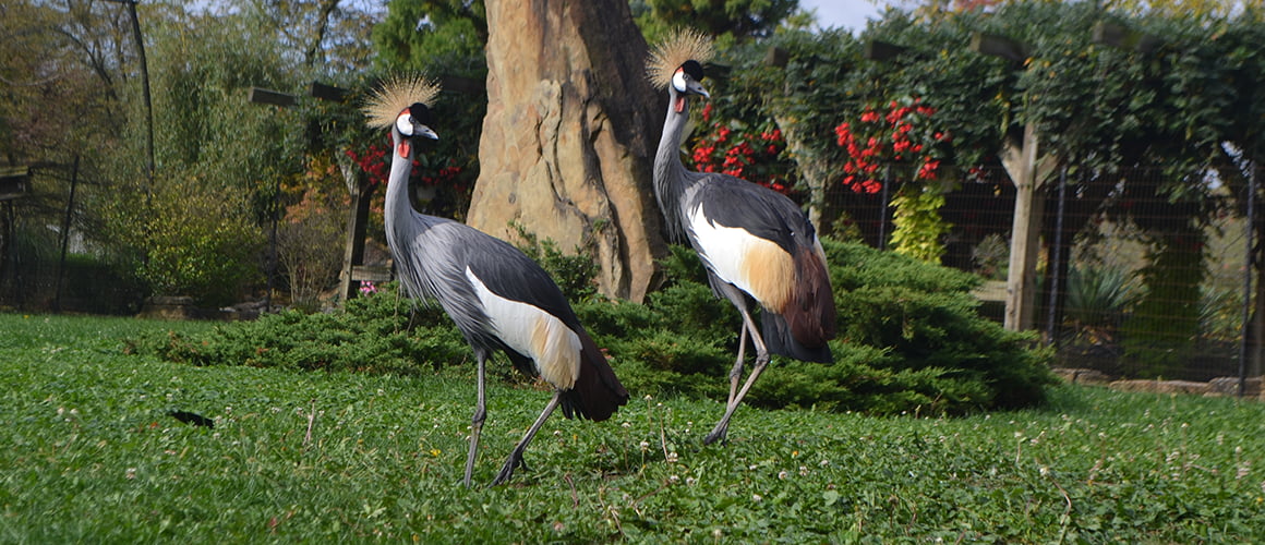 East African Crowned Cranes at The Farm at Walnut Creek