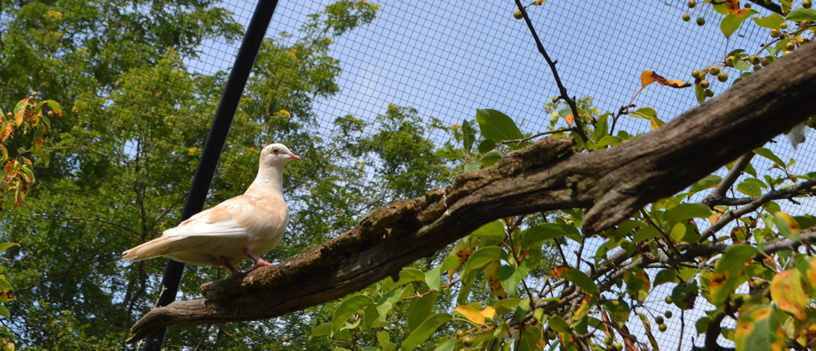 Diamond Doves at The Farm at Walnut Creek