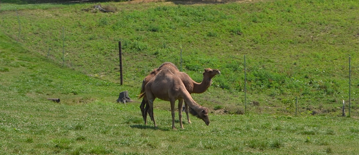 Dromedary Camels at The Farm at Walnut Creek