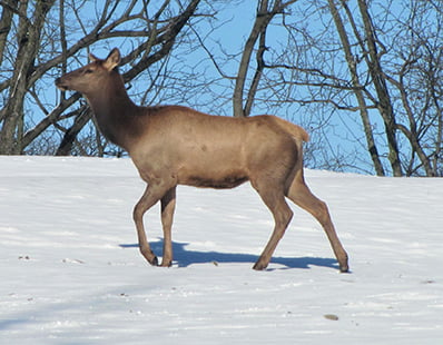 Rocky Mountain Elk at The Farm at Walnut Creek