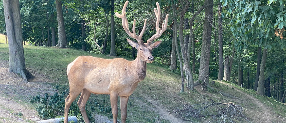 Rocky Mountain Elk at The Farm at Walnut Creek