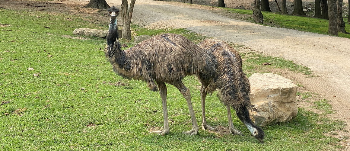 Emu at The Farm at Walnut Creeek