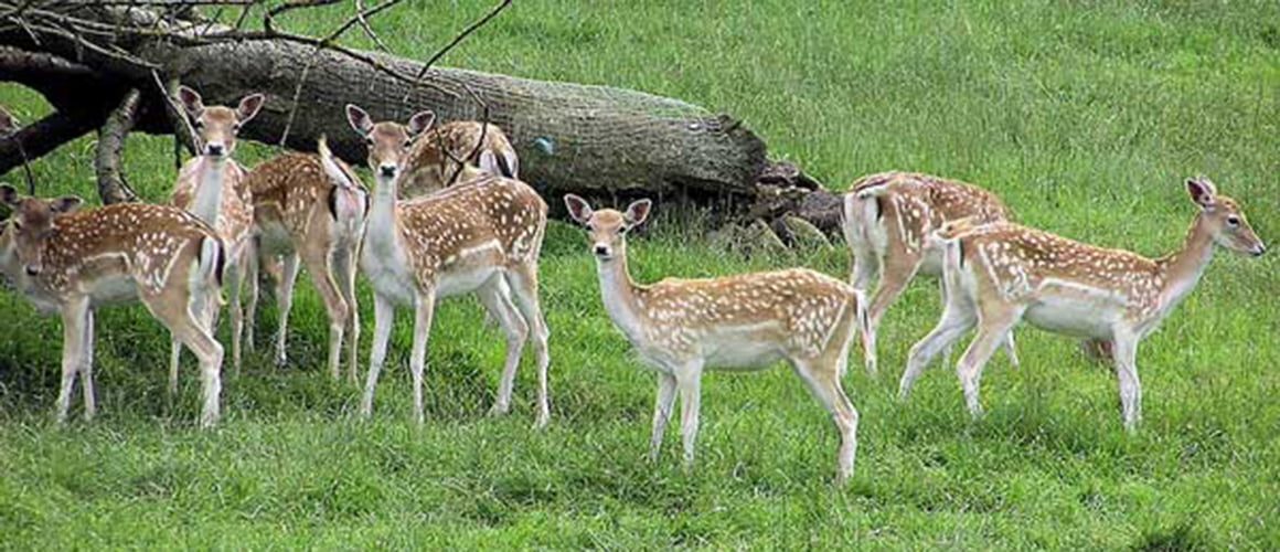 Fallow Deer at The Farm at Walnut Creek