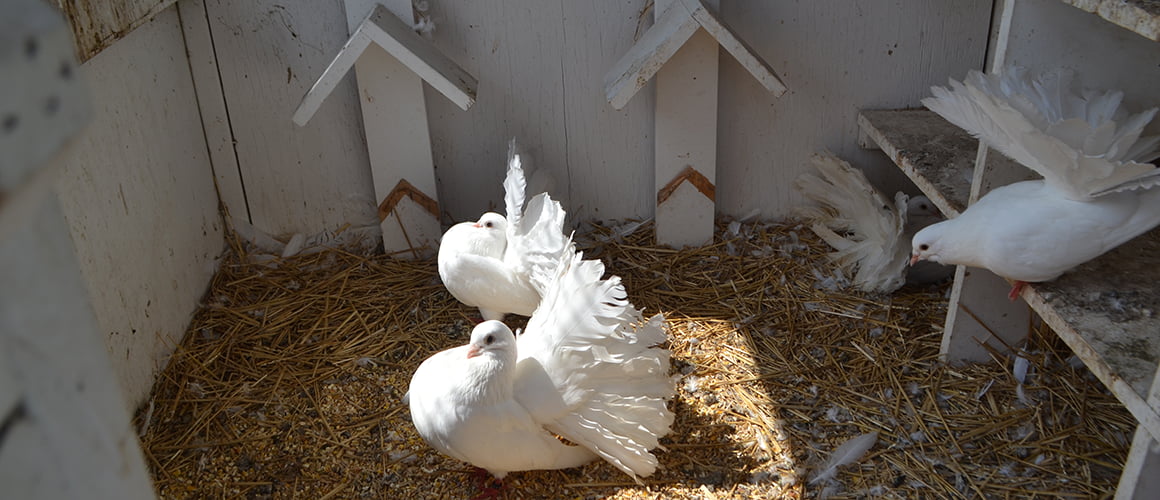 Fantail pigeons at The Farm at Walnut Creek