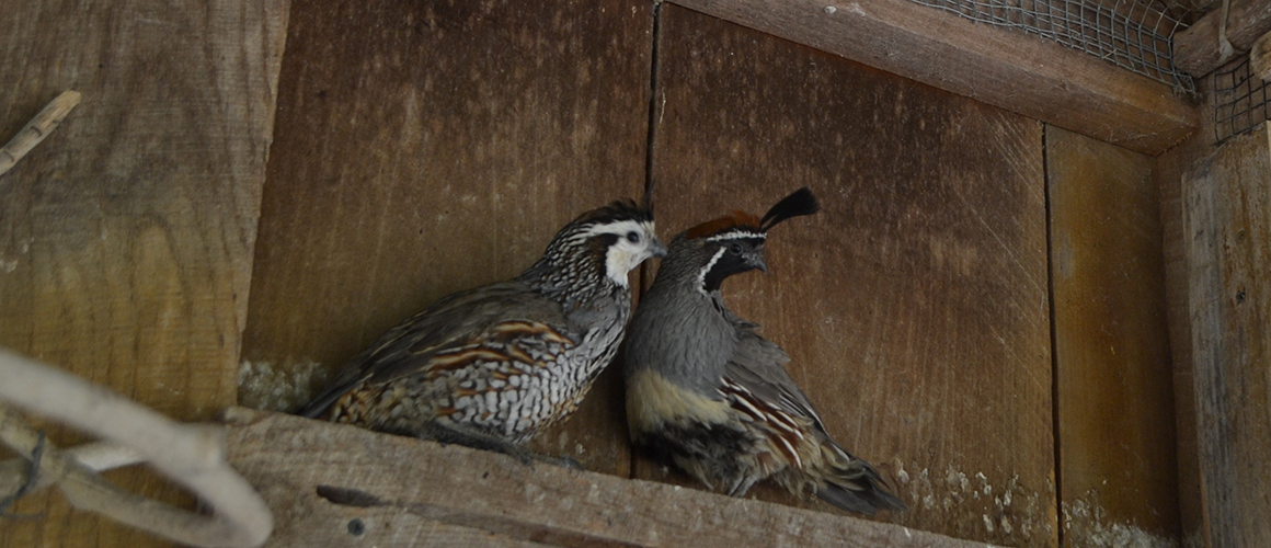 Gambel's Quail at The Farm at Walnut Creek