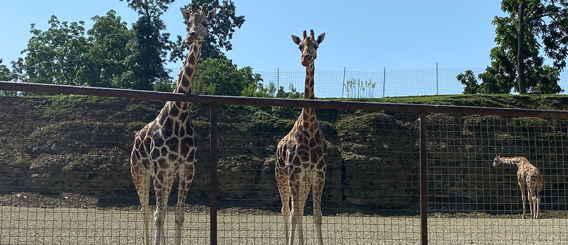 Giraffes at The Farm at Walnut Creek