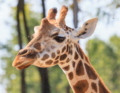 Visit and Feed the Giraffes