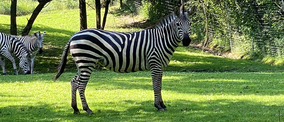 Grant Zebras at The Farm at Walnut Creek