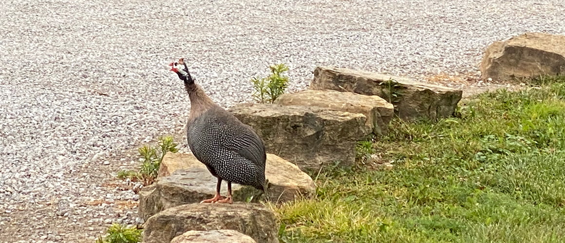Guinea Fowl at The Farm at Walnut Creek