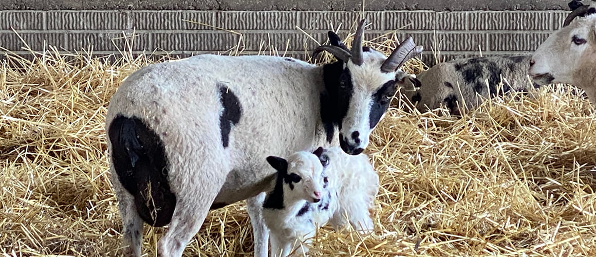 Jacob Sheep at The Farm at Walnut Creek