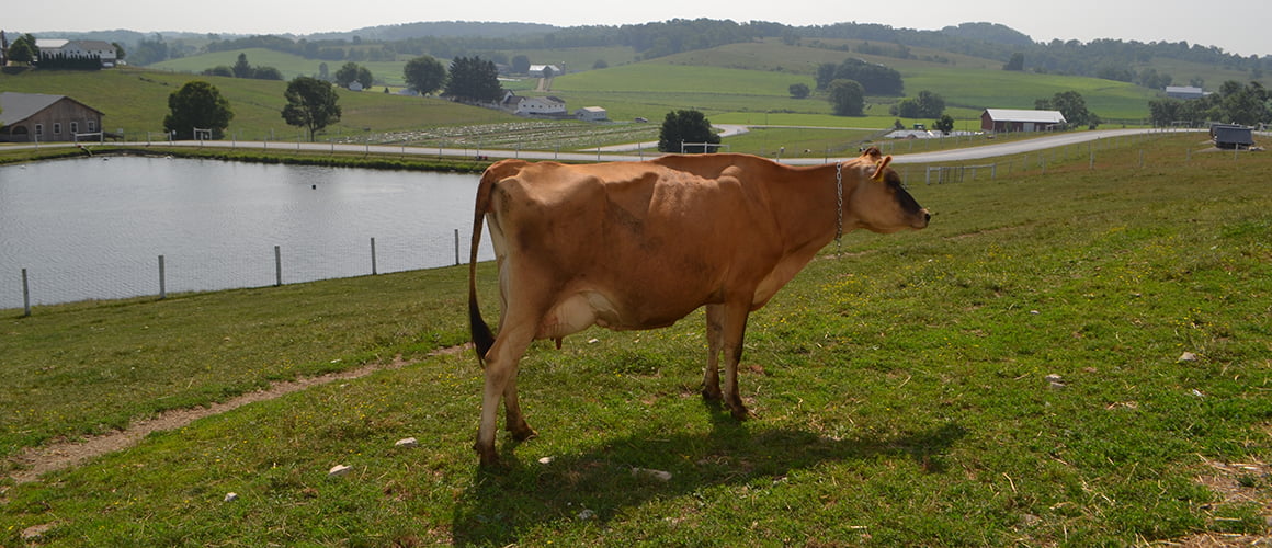 Jersey Cattle at The Farm at Walnut Creek