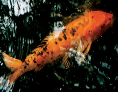 Japanese Imperial Koi Fish at The Farm at Walnut Creek