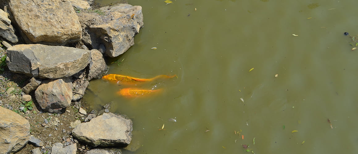 Imperial Koi Fish at The Farm at Walnut Creek