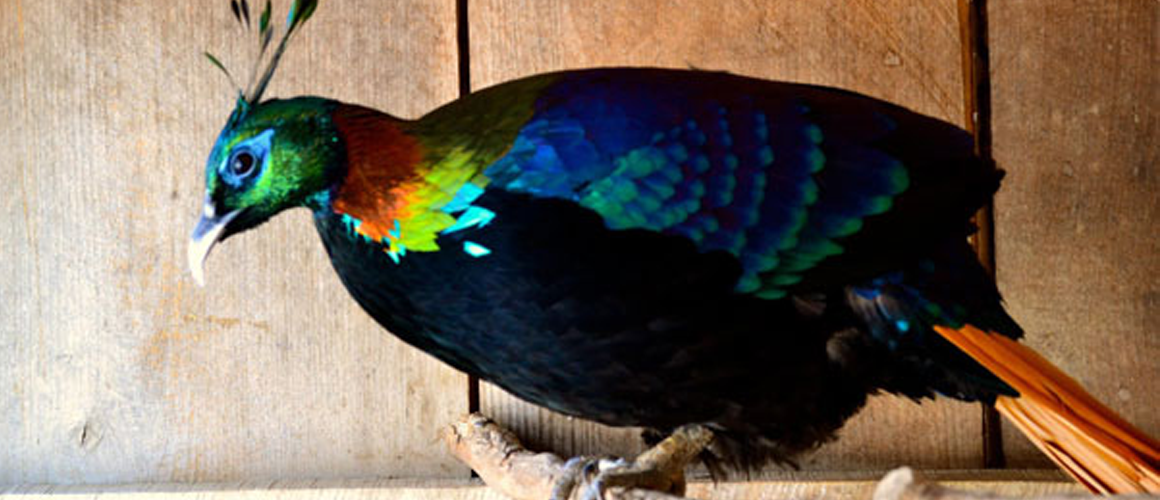 Lady Amhearst's Pheasants at The Farm at Walnut Creek