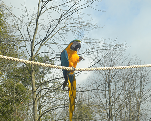 Macaw - The Farm at Walnut Creek