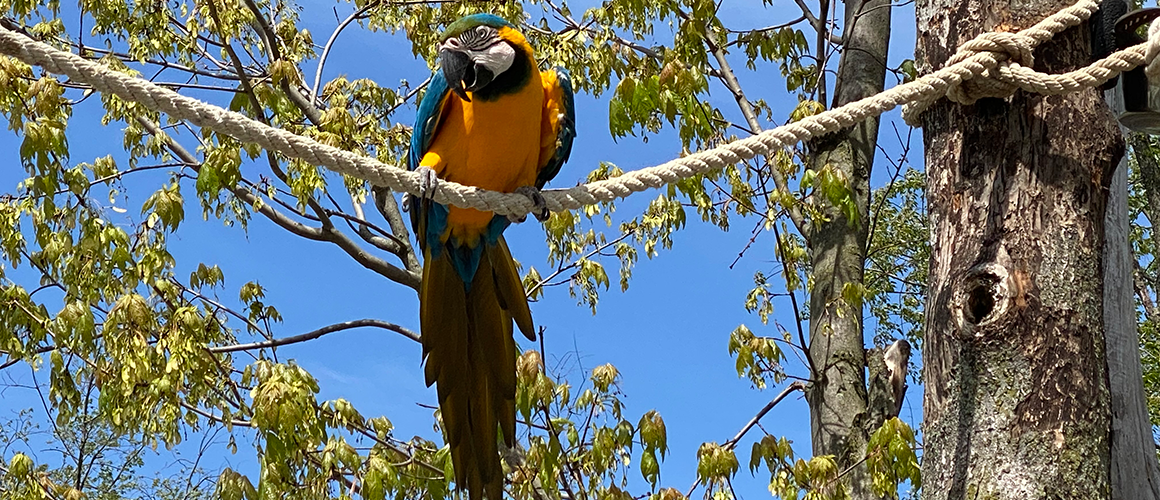 Scarlet Macaw at The Farm at Walnut Creek