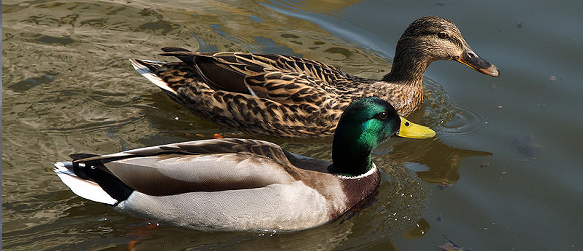 Mallard Ducks at The Farm at Walnut Creek