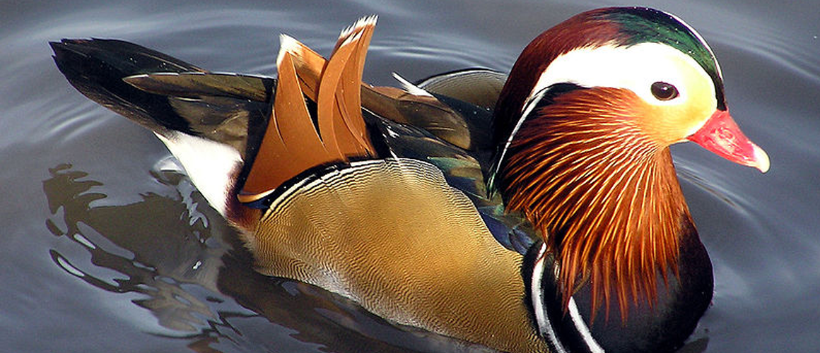 Mandarin Ducks at The Farm at Walnut Creek