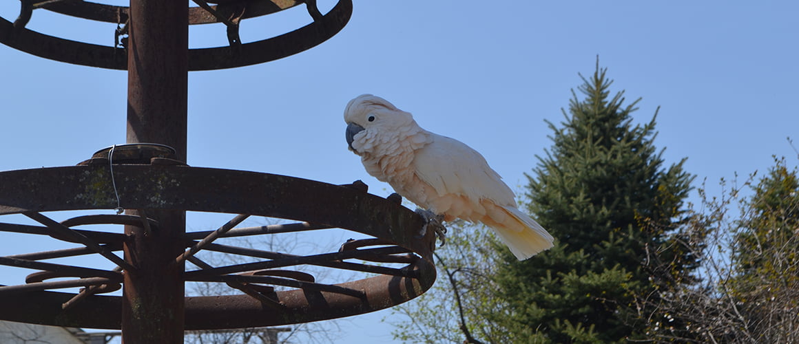 Moluccan Cockatoo at The Farm at Walnut Creek
