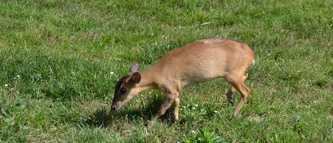 Muntjac at The Farm at Walnut Creek