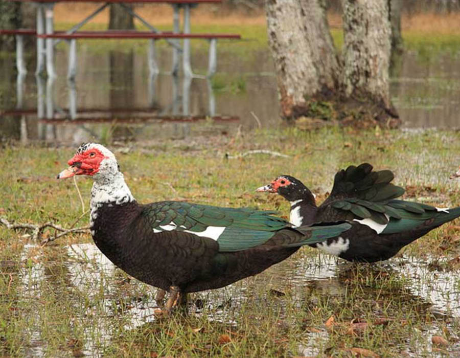 Muscovy Ducks at The Farm at Walnut Creek