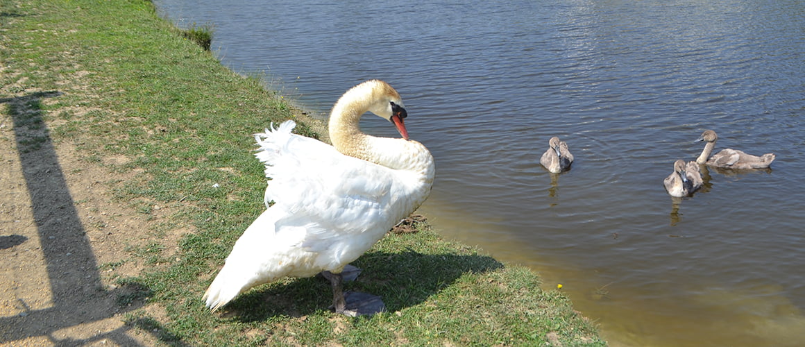 Mute Swans at The Farm at Walnut Creek